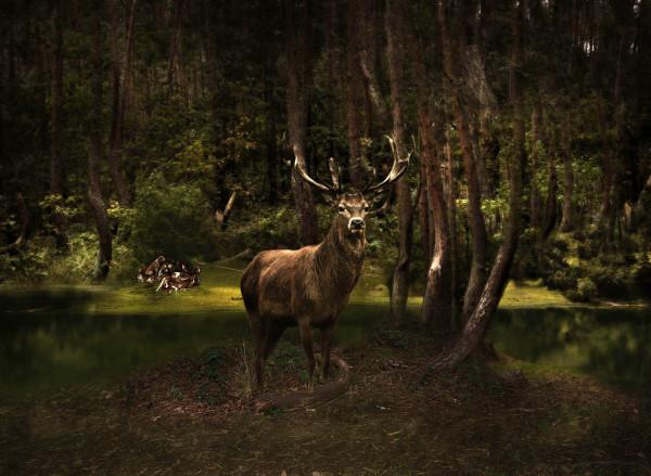 Red Deer 2026, 120 x 160 cm, Pigment print on 100 % cotton canvas, 360 gsm, Edition 1 of 10