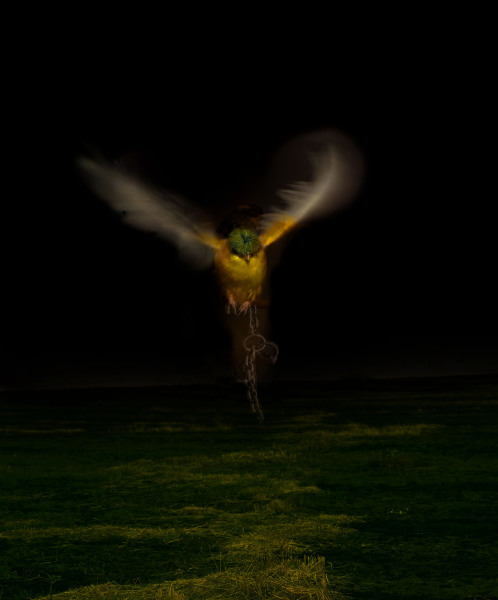 Night Flight 2014, 100 x 80 cm, Fine Art Print print mounted on Alu Dibond, Edition 5 of 15