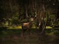 Red Deer 2026, 120 x 160 cm, Pigment print on 100 % cotton canvas, 360 gsm, Edition 1 of 10