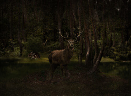 Red Deer in a dark forest photography by Tina Winkhaus